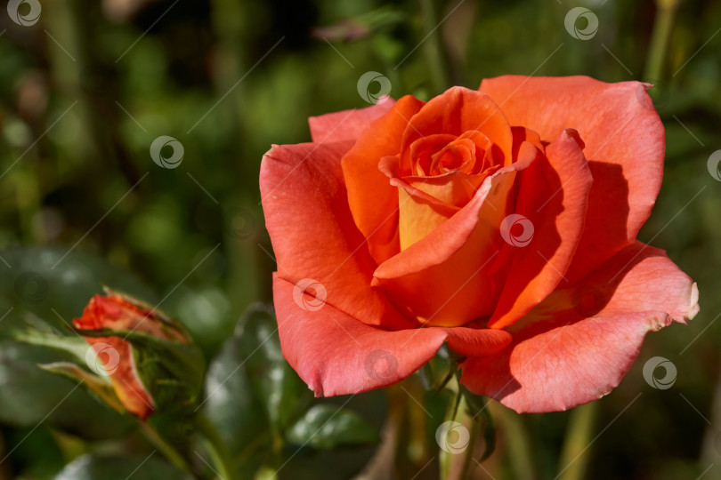 Скачать В саду загородного дома цветут розы фотосток Ozero