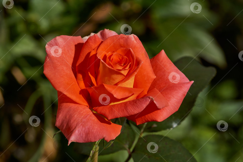 Скачать В саду загородного дома цветут розы фотосток Ozero