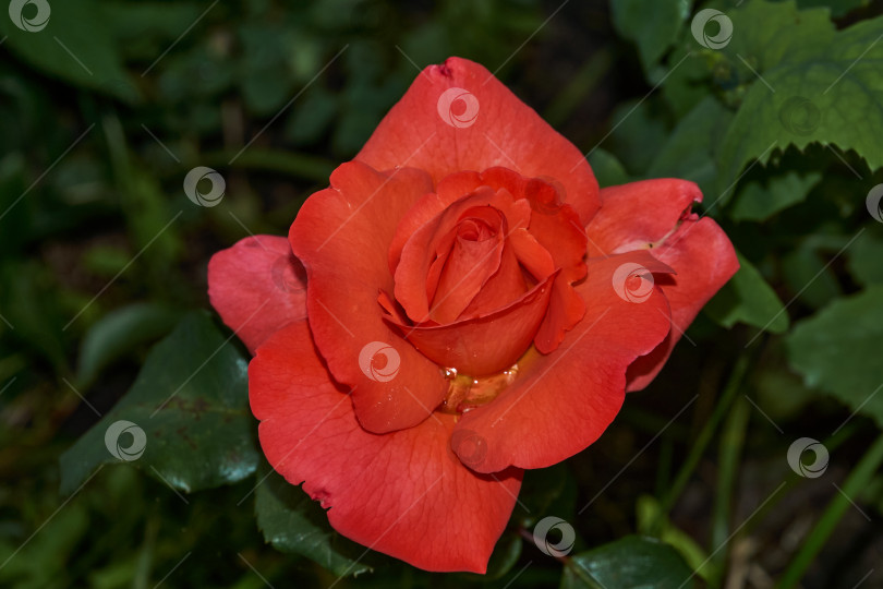 Скачать Розы в саду загородного дома после дождя фотосток Ozero