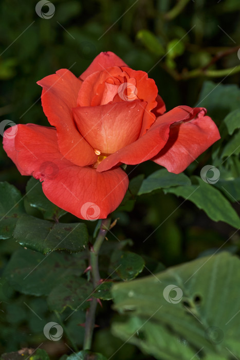 Скачать Розы в саду загородного дома после дождя фотосток Ozero