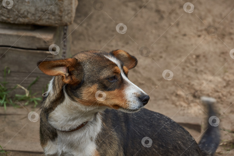 Скачать Собака отдыхает во дворе и позирует фотографу. фотосток Ozero