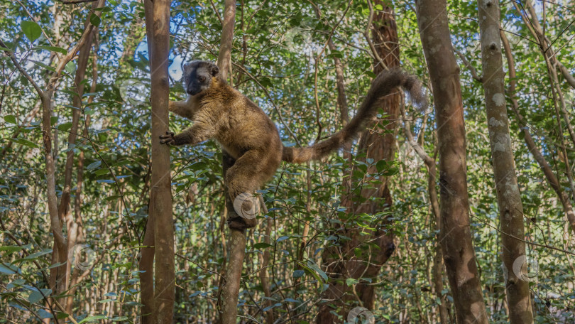 Скачать Симпатичный обыкновенный коричневый лемур Eulemur albifrons фотосток Ozero