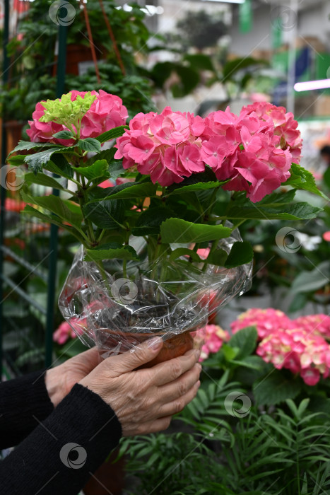 Скачать Руки садовника держат горшок с цветком в цветочном магазине или теплице. фотосток Ozero