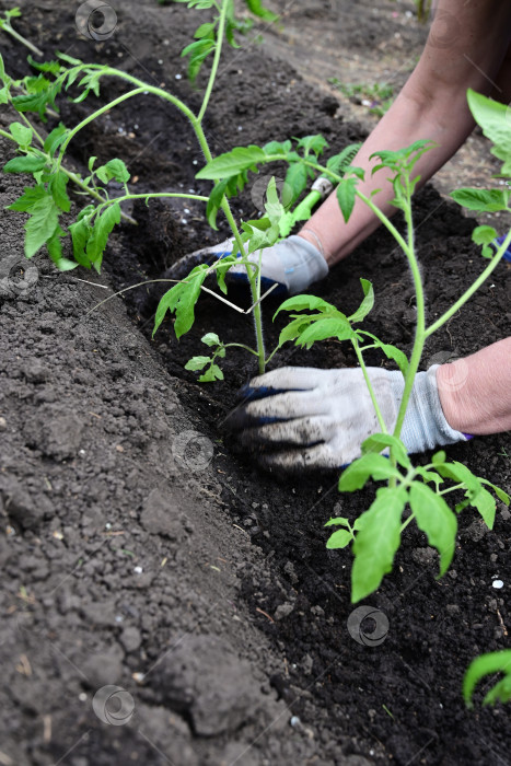 Скачать вручную закладывается основа под зеленые помидоры - концепция ухода за растениями и выращивания органических продуктов. фотосток Ozero