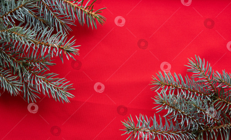Скачать Голубые еловые ветви лежат на красном фоне. Концепция Нового года и Рождества фотосток Ozero