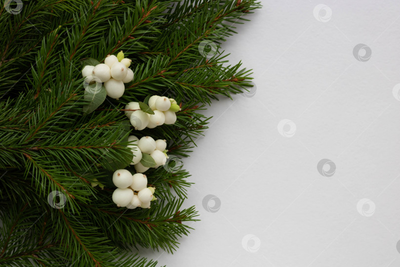 Скачать Зеленые еловые ветви и белые ягоды кизила лежат на белом фоне. Место для вашего текста. Концепция новогоднего Рождества фотосток Ozero