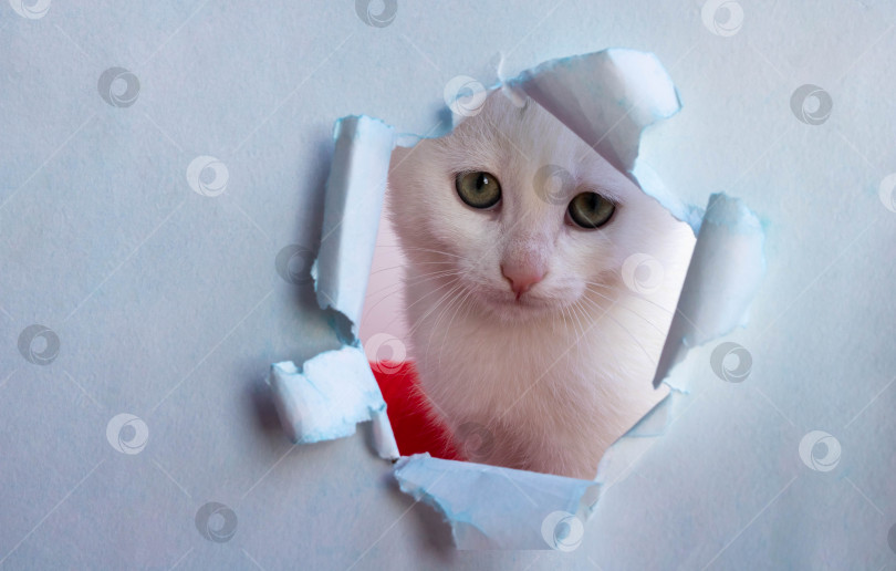 Скачать Белая красивая симпатичная кошка выглядывает из дырочки в синей бумаге. Концептуальная форма для регистрации ветеринарного препарата, место для копирования фотосток Ozero