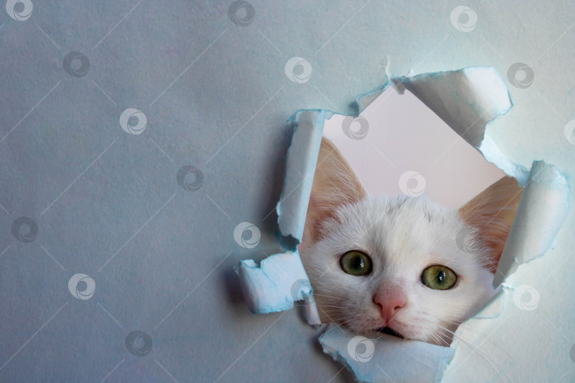 Скачать Белая красивая симпатичная кошка выглядывает из дырочки в синей бумаге. Концептуальная форма для регистрации ветеринарного препарата, место для копирования фотосток Ozero