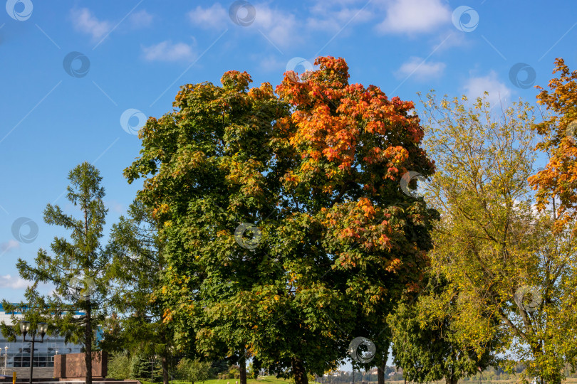 Скачать Осенний вид кленовых листьев на фоне голубого неба. Осенние деревья и ясное голубое небо фотосток Ozero