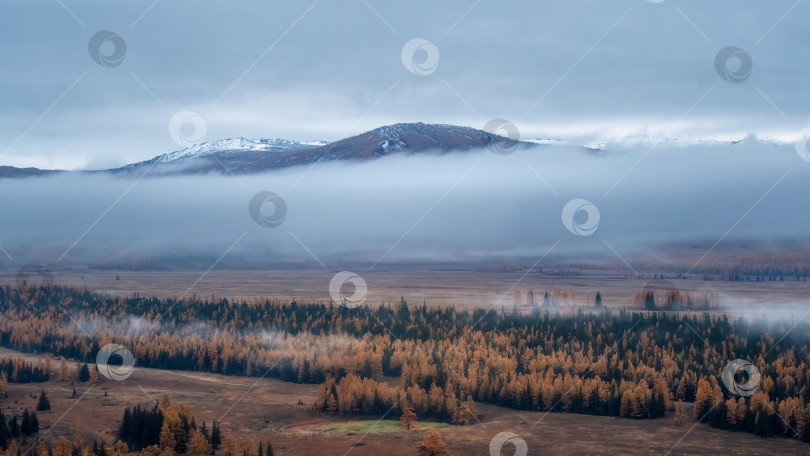 Скачать Альпийский атмосферный пейзаж с хвойным лесом в густом тумане. Панорамный вид. фотосток Ozero