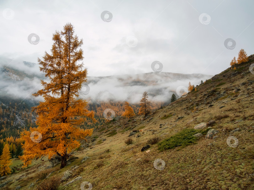 Скачать Атмосферный лесной пейзаж с хвойными деревьями в низких облаках в осеннюю дождливую погоду. Таинственный пейзаж с горным лесом Льярче в густом тумане. фотосток Ozero