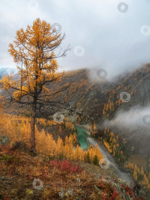 Скачать Горный Алтай осенью, сумерки, река Аргут. Красивый фотосток Ozero