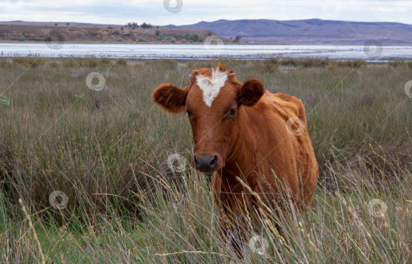 Скачать Коричневая корова с пятном в форме сердца на лбу. В пасмурный летний день. фотосток Ozero