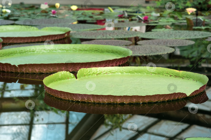 Скачать плавающие листья гигантской водяной лилии Victoria amazonica фотосток Ozero