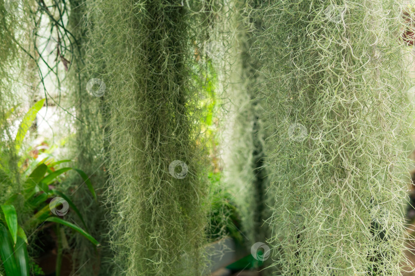 Скачать заросли испанского мха (tillandsia usneoides) в теплице среди тропических растений фотосток Ozero