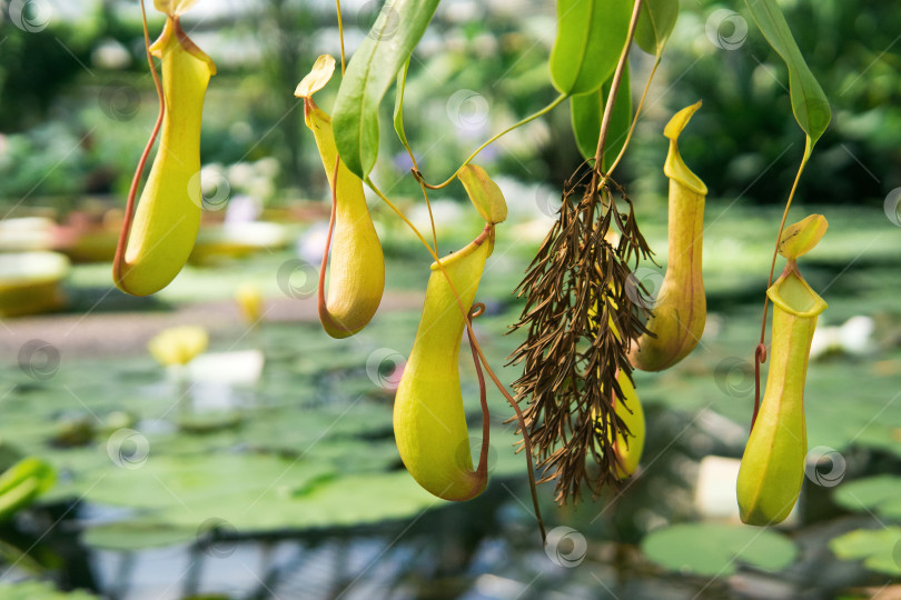 Скачать ловчий кувшин из плотоядного тропического растения nepenthes фотосток Ozero