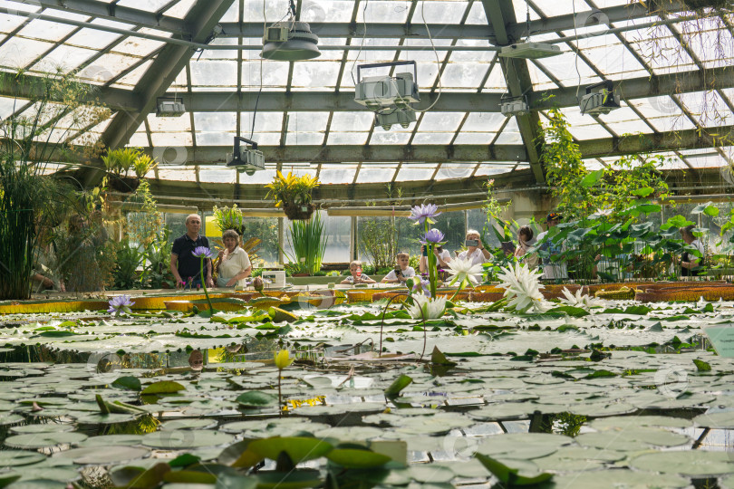 Скачать цветение водных растений в большой оранжерее Санкт-Петербургского ботанического сада фотосток Ozero