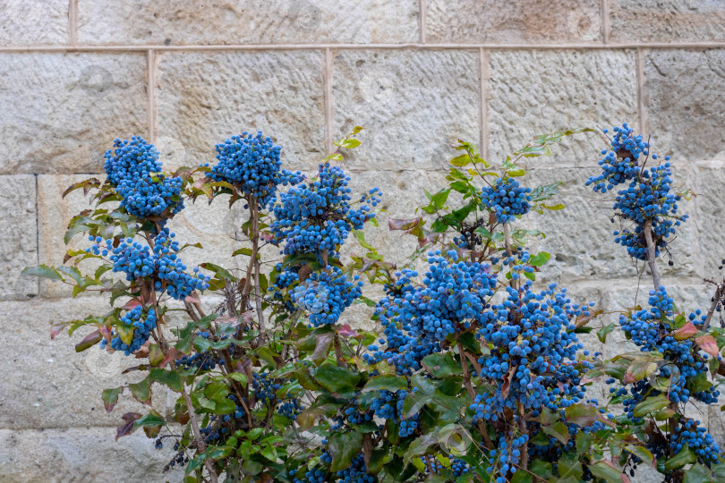 Скачать Зеленые листья и голубые ягоды магонии на фоне стены фотосток Ozero
