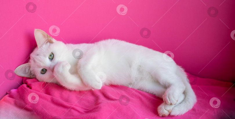 Скачать Белая кошка лежит на розовом фоне, закрыв морду лапами фотосток Ozero