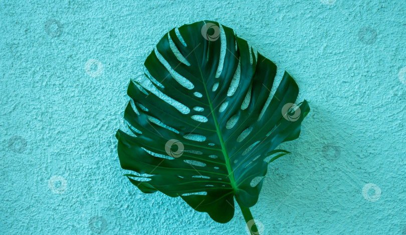 Скачать Большой зеленый лист монстеры, выделенный на синем фоне грубой штукатурки. место для вашего текста фотосток Ozero