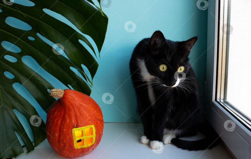 Скачать Любопытный черный кот рядом с листом монстеры и тыквенным домиком с окном на синем фоне. Концепция Хэллоуина, сбора урожая, дня благодарения, вегетарианства фотосток Ozero