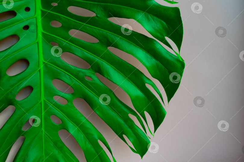 Скачать Большой зеленый лист монстеры, выделяющийся на сером фоне. место для вашего текста фотосток Ozero