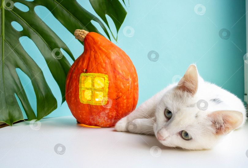 Скачать Белая кошка лежит рядом с листом монстеры и тыквенным домиком с окном на синем фоне. Концепция Хэллоуина, сбора урожая, дня благодарения, вегетарианства фотосток Ozero