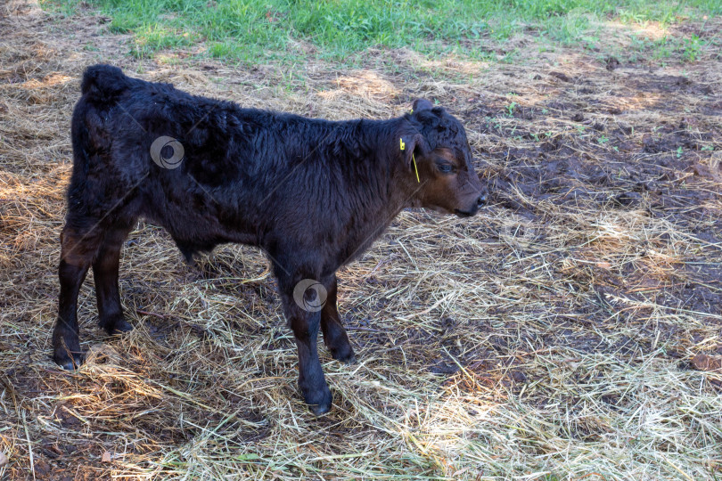 Скачать Новорожденный теленок на сухой траве на ферме. Млекопитающее животное домашнее животное в сельском хозяйстве фотосток Ozero