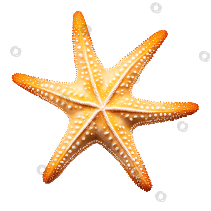 Скачать морская звезда, изолированная на прозрачном фоне фотосток Ozero