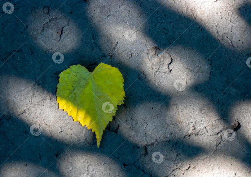 Скачать Сердце желтого листа лежит на асфальте в лучах солнца фотосток Ozero