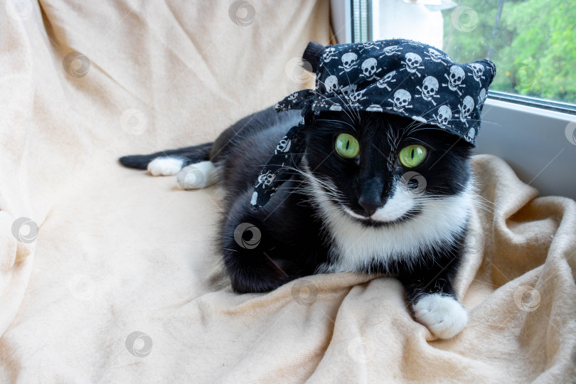 Скачать Забавный черный кот в маскарадном костюме, в пиратской бандане лежит и смотрит в камеру фотосток Ozero