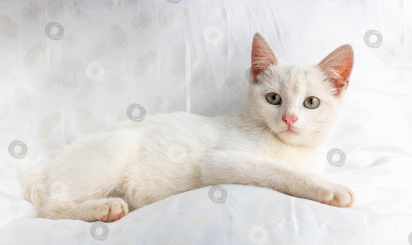Скачать Маленькая белая кошка лежит на белой подушке фотосток Ozero