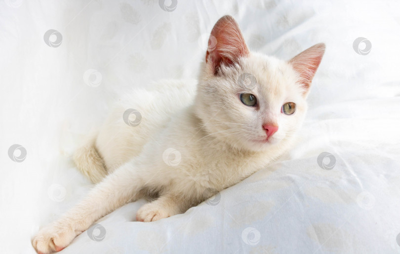 Скачать Маленькая белая кошка лежит на белой подушке фотосток Ozero