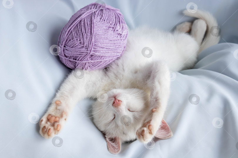 Скачать Маленький белый котенок спит с клубком сиреневых ниток. Котенок поиграл и заснул фотосток Ozero