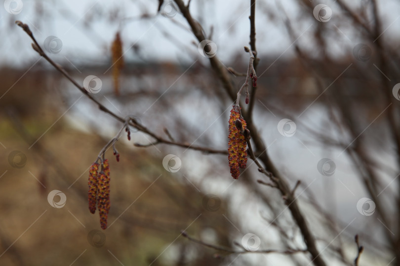 Скачать Осенние ветви деревьев крупным планом, мягкий фокус фотосток Ozero