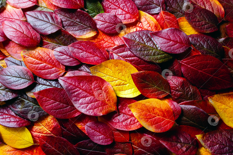 Скачать Узор из осенних листьев крупным планом фотосток Ozero