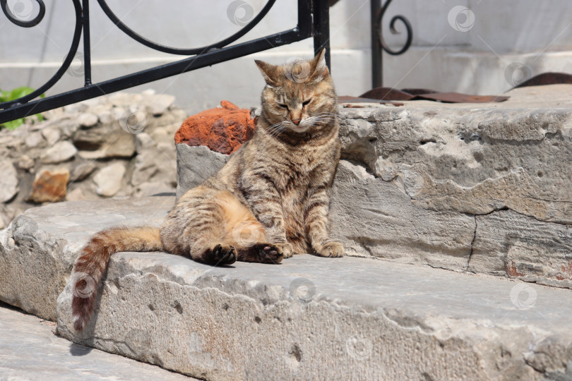 Скачать Сонный коричневый кот сидит на каменных ступенях. фотосток Ozero