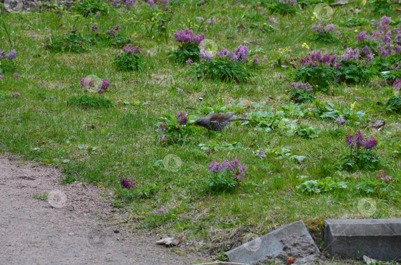 Скачать Дрозд-рябинник (лат. Turdus pilaris) среднеспелой латки фотосток Ozero