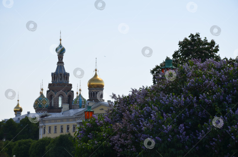 Скачать Храм Воскресения Христова на Крови́ (храм Спа́са на Крови́) в Санкт-Петербурге, цветущая сирень фотосток Ozero