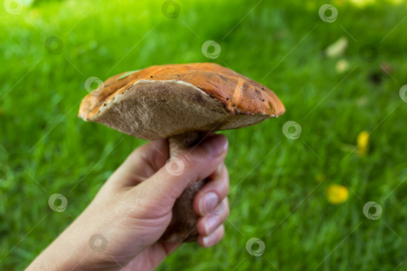Скачать Съедобный гриб в руке женщины на фоне зеленой травы. Сезон сбора грибов в лесу. фотосток Ozero