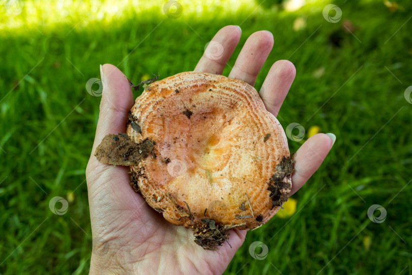 Скачать Съедобный гриб на ладони женщины на фоне зеленой травы. Сезон грибов в лесу. фотосток Ozero