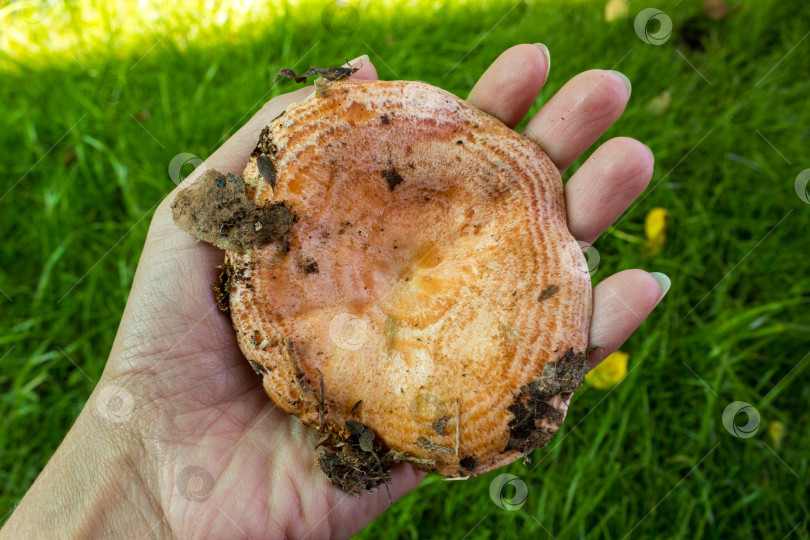 Скачать Съедобный гриб на ладони женщины на фоне зеленой травы. Сезон грибов в лесу. фотосток Ozero