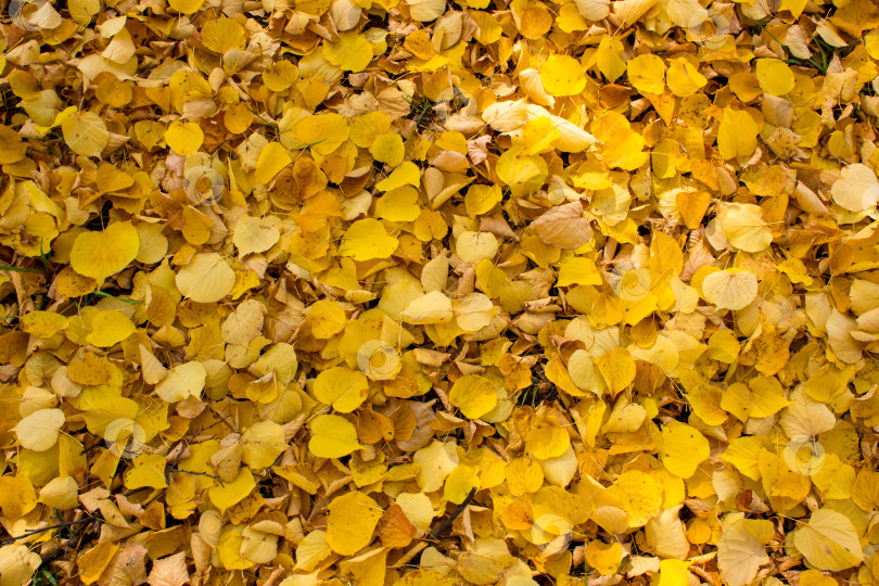 Скачать Осенний фон из опавших желтых листьев фотосток Ozero