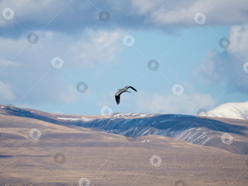 Скачать Серая цапля в полете на фоне гор. фотосток Ozero