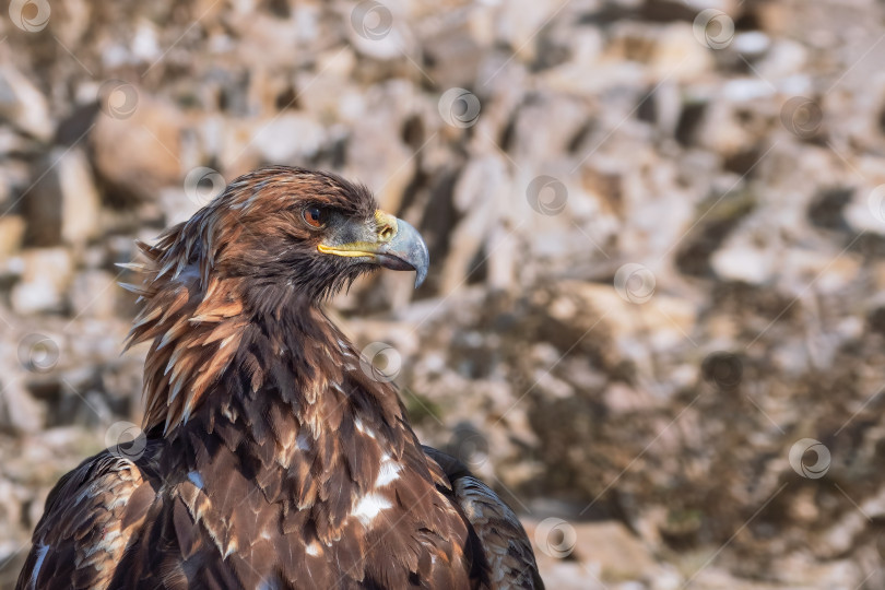 Скачать Портрет золотого орла в профиль. фотосток Ozero