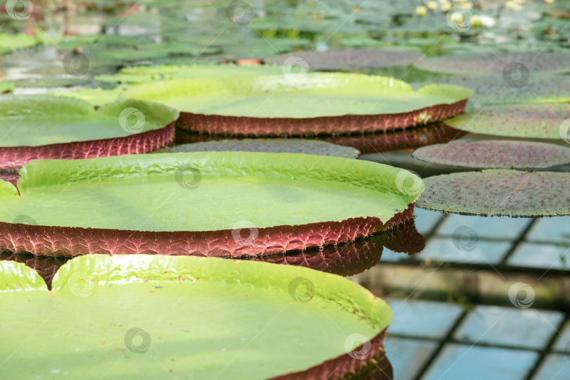 Скачать плавающие листья гигантской водяной лилии Victoria amazonica фотосток Ozero