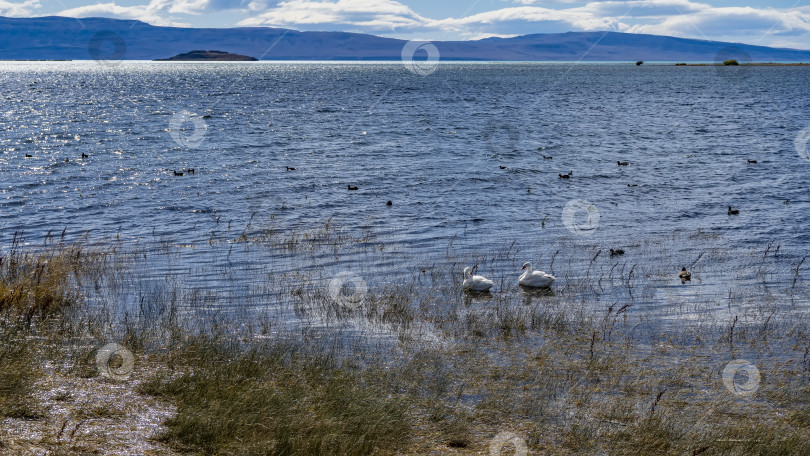 Скачать Красивые белые и черные утки плавают в голубом озере. фотосток Ozero