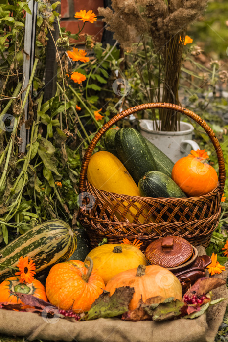 Скачать Осенний урожай в корзинке с тыквами и патиссонами на траве фотосток Ozero