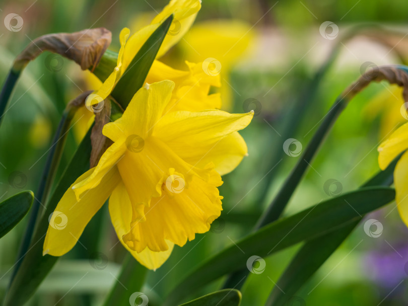 Скачать Цветущие желтые нарциссы крупным планом весной на клумбе. фон из весенних цветов фотосток Ozero