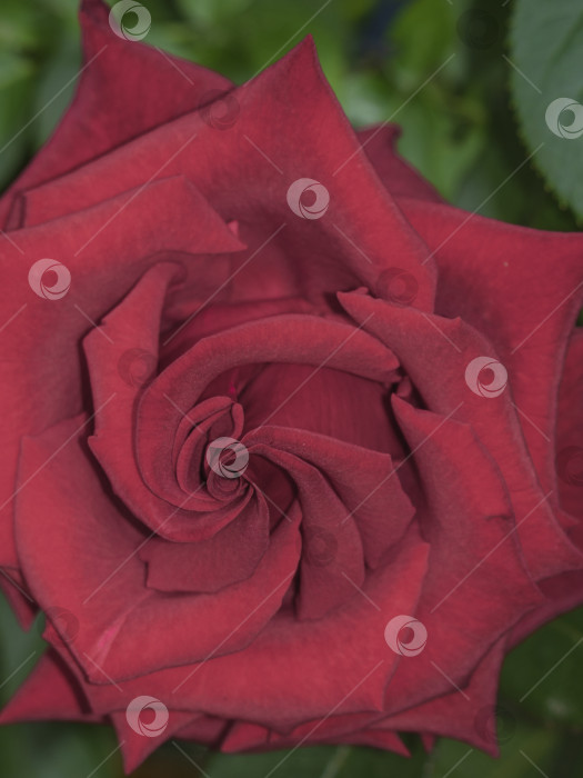 Скачать Темно-красная роза в саду.  Бордово-красная роза с красивыми оттенками крупным планом, фон с цветочной текстурой фотосток Ozero